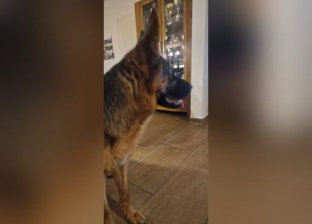 12 Monate alte Schäferhundhündin