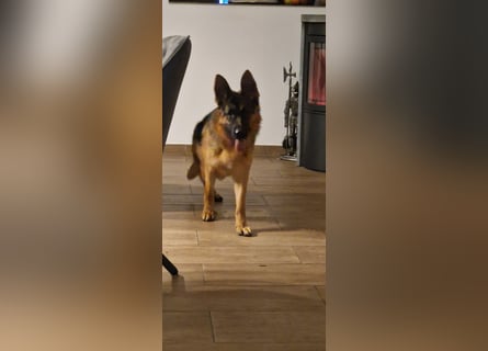 12 Monate alte Schäferhundhündin