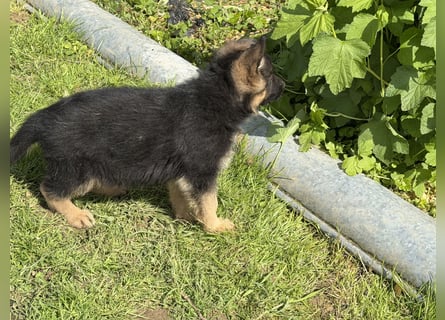 Schåferhundwelpen
