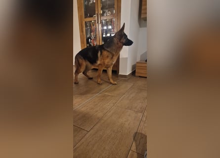 12 Monate alte Schäferhundhündin