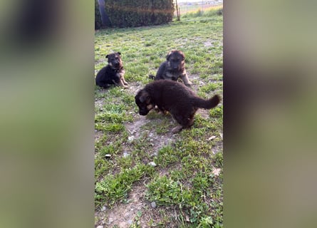 12 Monate alte Schäferhundhündin