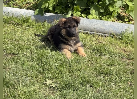Schåferhundwelpen