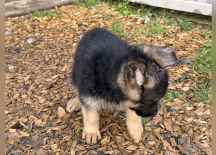 Schåferhundwelpen