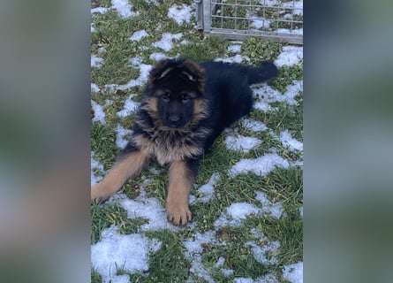 Schäferhundewelpen 4 Rüden
