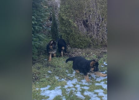 Schäferhundewelpen 4 Rüden