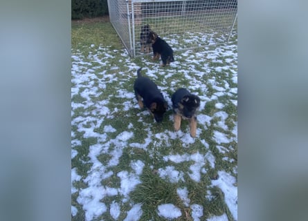 Schäferhundewelpen 4 Rüden