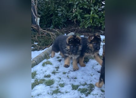 Schäferhundewelpen 4 Rüden