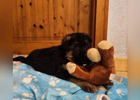 Deutscher Schäferhund Rüde