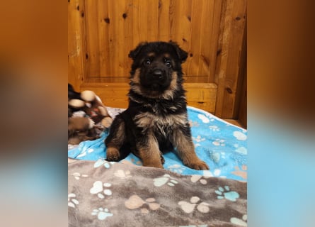 Deutscher Schäferhund Rüde