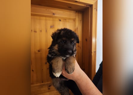 Deutscher Schäferhund Rüde