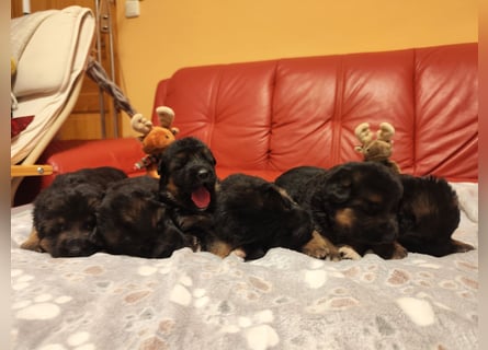 Deutscher Schäferhund Rüde