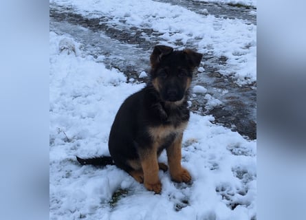 Deutsche Schäferhundwelpen mit SV/VDH Papieren