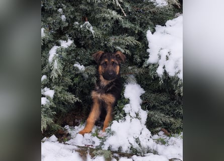 Deutsche Schäferhundwelpen mit SV/VDH Papieren