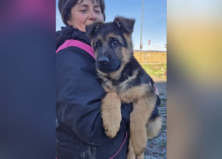 Deutscher Schäferhund Rüde