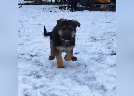 Deutsche Schäferhundwelpen mit SV/VDH Papieren