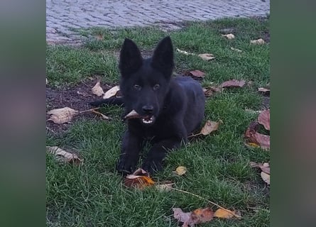 Deutscher Schäferhund Hündin