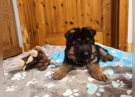 Deutscher Schäferhund Rüde