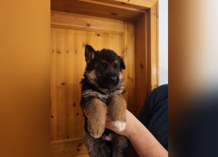 Deutscher Schäferhund Rüde