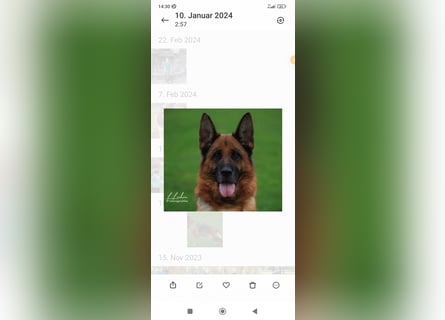 Deutsche Schäferhundwelpen mit SV/VDH Papieren