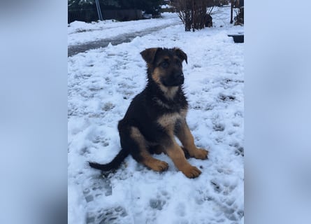 Deutsche Schäferhundwelpen mit SV/VDH Papieren