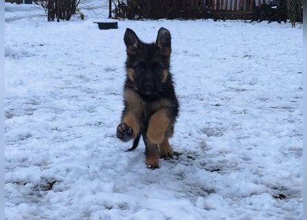 Deutsche Schäferhundwelpen mit SV/VDH Papieren