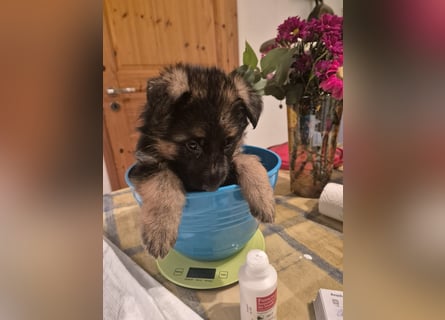 Deutscher Schäferhund Rüde