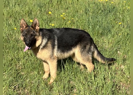 Deutsche Schäferhündin sucht ein liebevolles Zu Hause