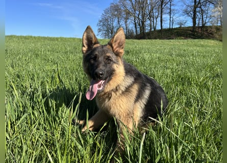 Deutsche Schäferhündin sucht ein liebevolles Zu Hause