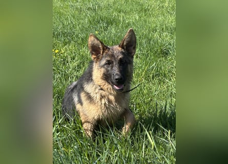 Deutsche Schäferhündin sucht ein liebevolles Zu Hause