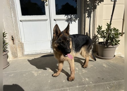 Deutsche Schäferhündin sucht ein liebevolles Zu Hause