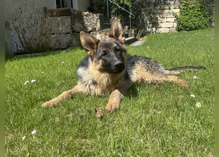 Deutsche Schäferhündin sucht ein liebevolles Zu Hause