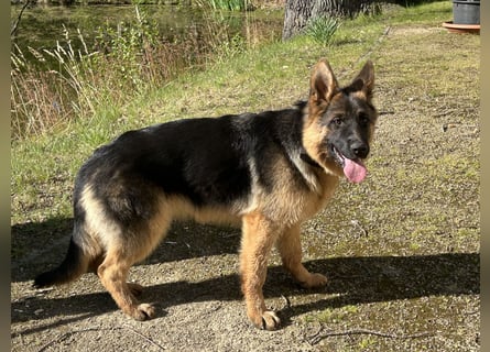 Deutsche Schäferhündin sucht ein liebevolles Zu Hause