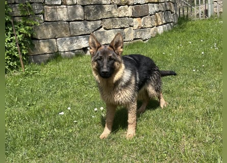 Deutsche Schäferhündin sucht ein liebevolles Zu Hause