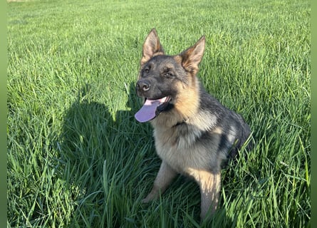 Deutsche Schäferhündin sucht ein liebevolles Zu Hause