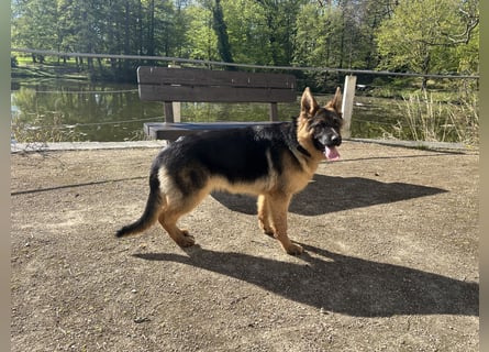 Deutsche Schäferhündin sucht ein liebevolles Zu Hause