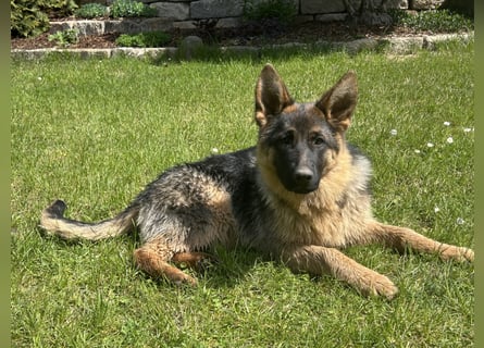 Deutsche Schäferhündin sucht ein liebevolles Zu Hause