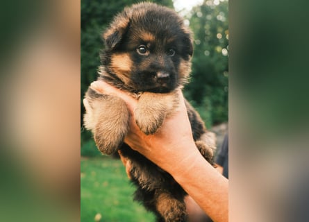 Wunderschöne Deutsche Schäferhund-Welpen suchen ihr Für-immer-Zuhause