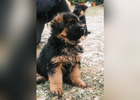 2 Hündinnenwelpen aus gesunden Eltern