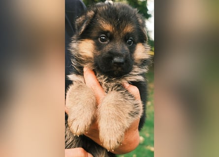 Wunderschöne Deutsche Schäferhund-Welpen suchen ihr Für-immer-Zuhause