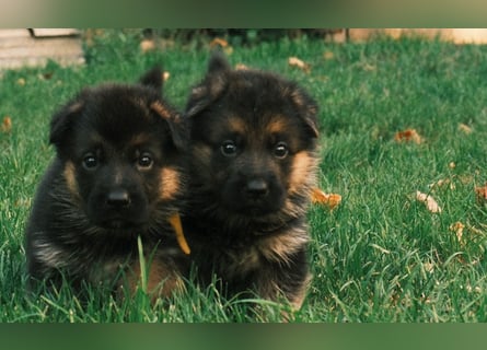 Wunderschöne Deutsche Schäferhund-Welpen suchen ihr Für-immer-Zuhause
