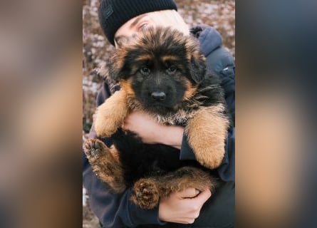 2 Hündinnenwelpen aus gesunden Eltern