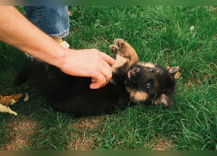Wunderschöne Deutsche Schäferhund-Welpen suchen ihr Für-immer-Zuhause