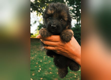 Wunderschöne Deutsche Schäferhund-Welpen suchen ihr Für-immer-Zuhause