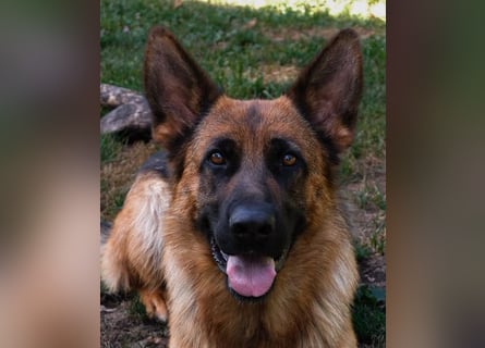 Deutsche Schäferhündin, 2 Jahre,  sucht ihr Für-immer-Zuhause
