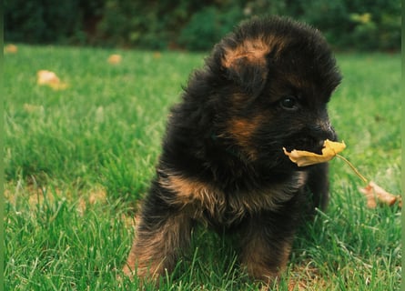Wunderschöne Deutsche Schäferhund-Welpen suchen ihr Für-immer-Zuhause