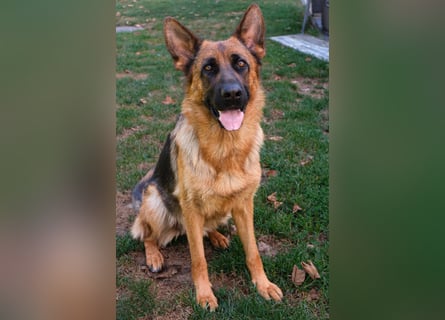 Deutsche Schäferhündin, 2 Jahre,  sucht ihr Für-immer-Zuhause