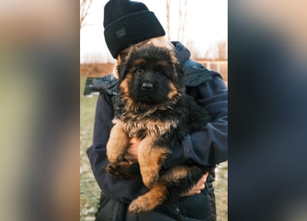 2 Hündinnenwelpen aus gesunden Eltern