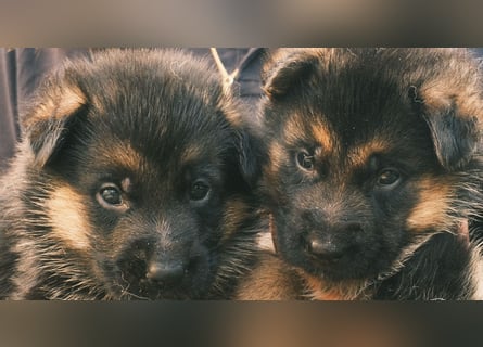 Wunderschöne Deutsche Schäferhund-Welpen suchen ihr Für-immer-Zuhause