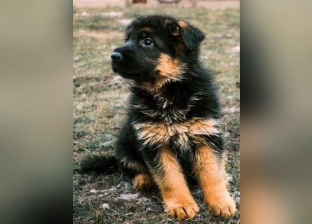 2 Hündinnenwelpen aus gesunden Eltern