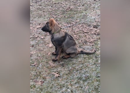 Deutschen Schäferhund Welpen, grau mit schwarzen Abzeichen